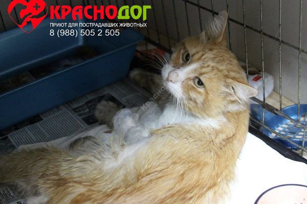 Что такое кракен наркотик